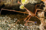 slides/IMG_4766-Edit.jpg Arrow Crab, Coral Sea Fans Rocks, Underwater IMG_4766-Edit