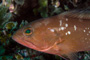 slides/IMG_4769-Edit.jpg Coral Sea Fans Rocks, Grouper, Underwater, eye IMG_4769-Edit