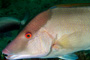 slides/IMG_4774-Edit.jpg Coral Sea Fans Rocks, Underwater, eye, hogfish IMG_4774-Edit