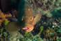 slides/IMG_4787-Edit.jpg Coral Sea Fans Rocks, Grouper, Underwater, eye IMG_4787-Edit