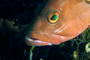 slides/IMG_4790-Edit.jpg Coral Sea Fans Rocks, Grouper, Underwater, eye IMG_4790-Edit