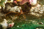 slides/IMG_4794-Edit.jpg Arrow Crab, Coral Sea Fans Rocks, Underwater IMG_4794-Edit