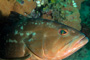 slides/IMG_4804-Edit.jpg Coral Sea Fans Rocks, Grouper, Underwater, eye IMG_4804-Edit