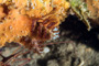 slides/IMG_4805-Edit.jpg Christmas Tree Worm, Coral Sea Fans Rocks, Underwater IMG_4805-Edit