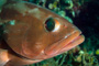 slides/IMG_4813-Edit.jpg Coral Sea Fans Rocks, Grouper, Underwater, eye IMG_4813-Edit