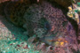 slides/IMG_4832-Edit.jpg Coral Sea Fans Rocks, Leopard Toadfish, Underwater IMG_4832-Edit