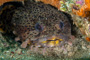 slides/IMG_4834-Edit.jpg Coral Sea Fans Rocks, Leopard Toadfish, Underwater IMG_4834-Edit