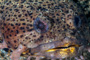 slides/IMG_4836-Edit.jpg Coral Sea Fans Rocks, Leopard Toadfish, Underwater, eye IMG_4836-Edit