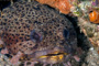 slides/IMG_4839-Edit.jpg Coral Sea Fans Rocks, Leopard Toadfish, Underwater, eye IMG_4839-Edit