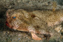 slides/IMG_4851-Edit.jpg Coral Sea Fans Rocks, Shortnose Batfish, Underwater, eye IMG_4851-Edit