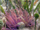 slides/IMG_2383-Edit.jpg Anenome IMG_2383-Edit