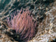 slides/IMG_2387-Edit.jpg Anenome IMG_2387-Edit