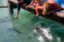 slides/_MG_4920-Edit.jpg Debbie, Tarpon, Underwater _MG_4920-Edit