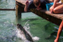 slides/_MG_4930.jpg Kyle, Tarpon, Underwater _MG_4930