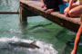 slides/_MG_4931.jpg Tarpon, Underwater _MG_4931