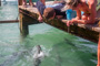 slides/_MG_4963.jpg Jess, Kyle, Tarpon, Underwater _MG_4963