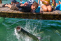 slides/_MG_4982.jpg Jess, Kyle, Tarpon, Underwater _MG_4982