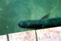 slides/_MG_5018-Edit.jpg Tarpon, Underwater _MG_5018-Edit