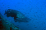 slides/IMG_4970-Edit.jpg Goliath Grouper, Underwater IMG_4970-Edit