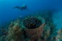 slides/IMG_5006.jpg Coral Sea Fans Rocks, Erik, Underwater IMG_5006