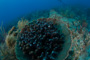slides/IMG_5007.jpg Coral Sea Fans Rocks, Underwater IMG_5007