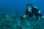 slides/IMG_5030.jpg Coral Sea Fans Rocks, Erik, Lobster, Underwater IMG_5030