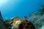 slides/IMG_5040-Edit.jpg Coral Sea Fans Rocks, Underwater IMG_5040-Edit