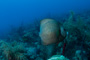slides/IMG_5050.jpg Coral Sea Fans Rocks, Underwater, grey Angel IMG_5050