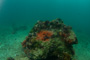 slides/IMG_5116.jpg Coral Sea Fans Rocks, Underwater IMG_5116