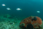 slides/IMG_5124.jpg Coral Sea Fans Rocks, Underwater IMG_5124