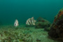 slides/IMG_5125.jpg Coral Sea Fans Rocks, Spadefish, Underwater IMG_5125