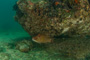 slides/IMG_5133.jpg Coral Sea Fans Rocks, Underwater, hogfish IMG_5133
