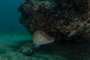 slides/IMG_5134.jpg Coral Sea Fans Rocks, Underwater, hogfish IMG_5134