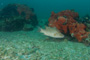 slides/IMG_5147.jpg Coral Sea Fans Rocks, Underwater, hogfish IMG_5147