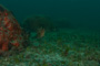 slides/IMG_5160.jpg Coral Sea Fans Rocks, Underwater, hogfish IMG_5160
