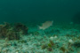 slides/IMG_5165.jpg Coral Sea Fans Rocks, Underwater, hogfish IMG_5165