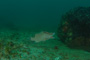 slides/IMG_5169.jpg Coral Sea Fans Rocks, Underwater, hogfish IMG_5169