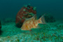 slides/IMG_5208_2_.jpg Coral Sea Fans Rocks, Underwater, hogfish IMG_5208_2_