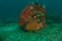 slides/IMG_5209_2_.jpg Coral Sea Fans Rocks, Underwater, hogfish IMG_5209_2_