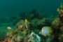 slides/IMG_5220.jpg Butterflyfish, Coral Sea Fans Rocks, Underwater IMG_5220