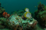 slides/IMG_5232.jpg Butterflyfish, Coral Sea Fans Rocks, Underwater IMG_5232