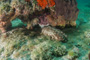 slides/IMG_5239.jpg Coral Sea Fans Rocks, Sea Cucumber, Underwater IMG_5239