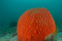 slides/IMG_5240.jpg Coral Sea Fans Rocks, Underwater IMG_5240