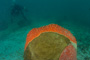 slides/IMG_5241.jpg Coral Sea Fans Rocks, Underwater IMG_5241