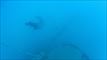 slides/MVI_4980.jpg Goliath Grouper, Underwater MVI_4980