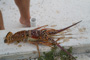 slides/_MG_5128.jpg Catch, Lobster, Underwater _MG_5128