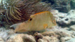 slides/DSC00464at.jpg Hogfish, Looe Key, Skiing to Thunderbolt Coffins Patch Spearfishing July 21 2009 DSC00464at