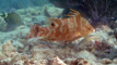 slides/DSC00469at.jpg Hogfish, Looe Key, Skiing to Thunderbolt Coffins Patch Spearfishing July 21 2009 DSC00469at