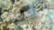 slides/DSC00524at.jpg Looe Key, Skiing to Thunderbolt Coffins Patch Spearfishing July 21 2009, Squid DSC00524at