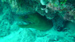 slides/DSC00724.jpg Green Moray, Sombrero Reef, Thunderbolt Sombrero July 23 2009 DSC00724